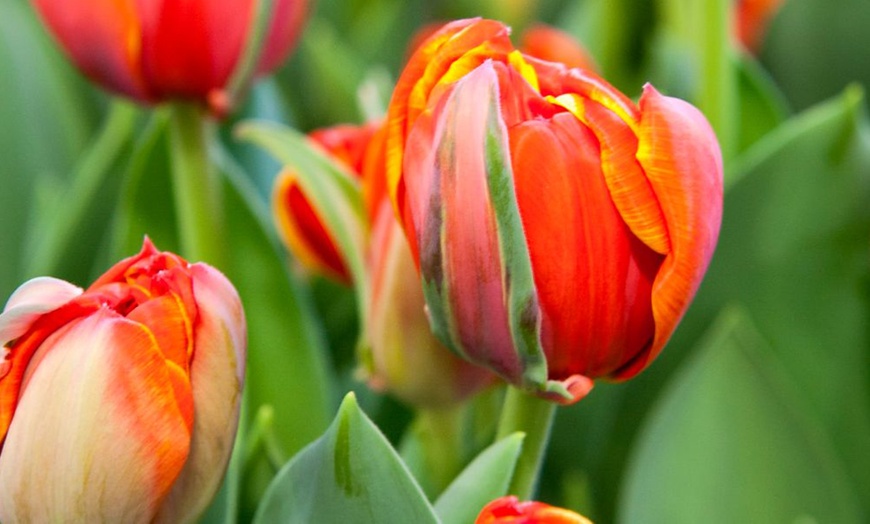 Image 7: Sunset-Coloured Tulip Bulb Collection 
