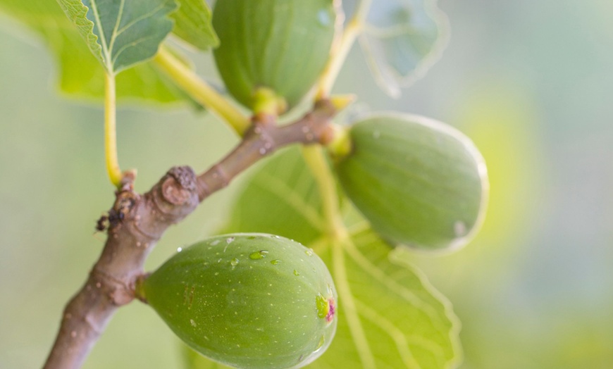 Image 6: Set de 4 árboles frutales rootz