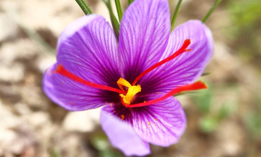 Image 3: 20 or 40 Saffron Crocus Bulbs – Autumn-Flowering Purple Blooms