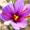 Image 3: 20 or 40 Saffron Crocus Bulbs – Autumn-Flowering Purple Blooms