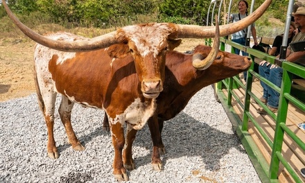 Safari Hayride Admission For One Person (Ages 3+); Valid April 23rd - Skyland Ranch in Sevierville, TN