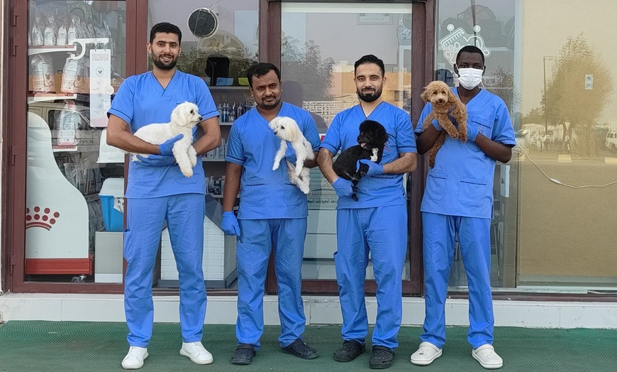 Image 2: Dental Care for Cats or Dogs