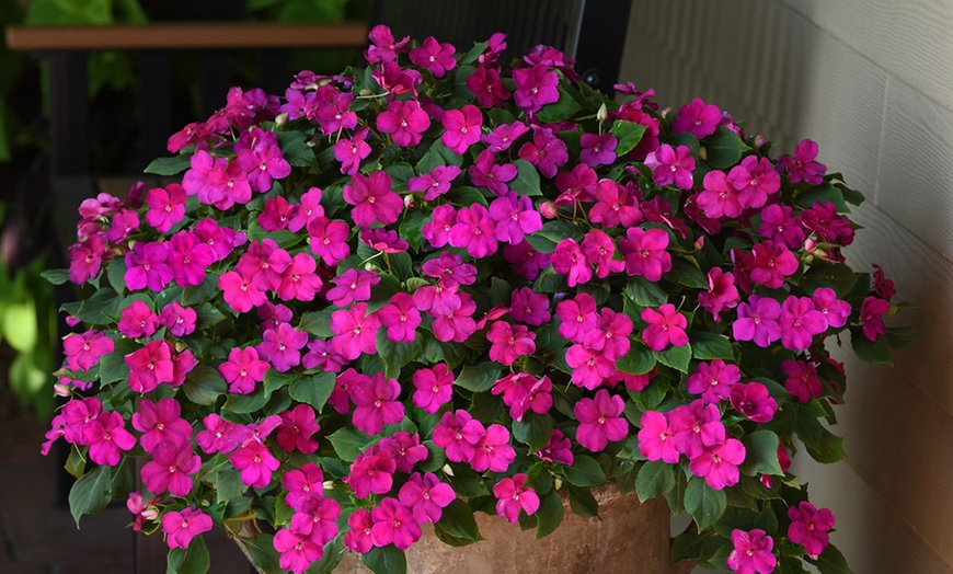 Image 5: Busy Lizzie 'Beacon' Garden-Ready Plants