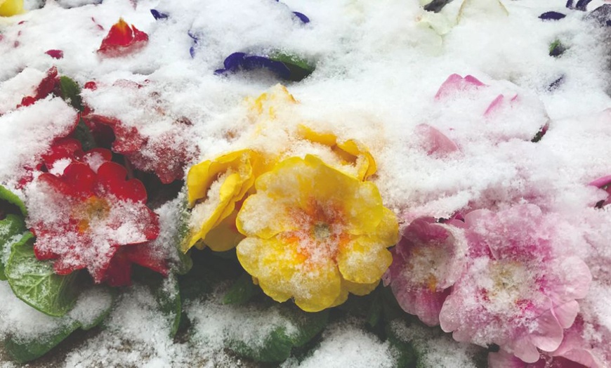 Image 6: 60 or 120 Plug Plants of Winter Bedding Collection 