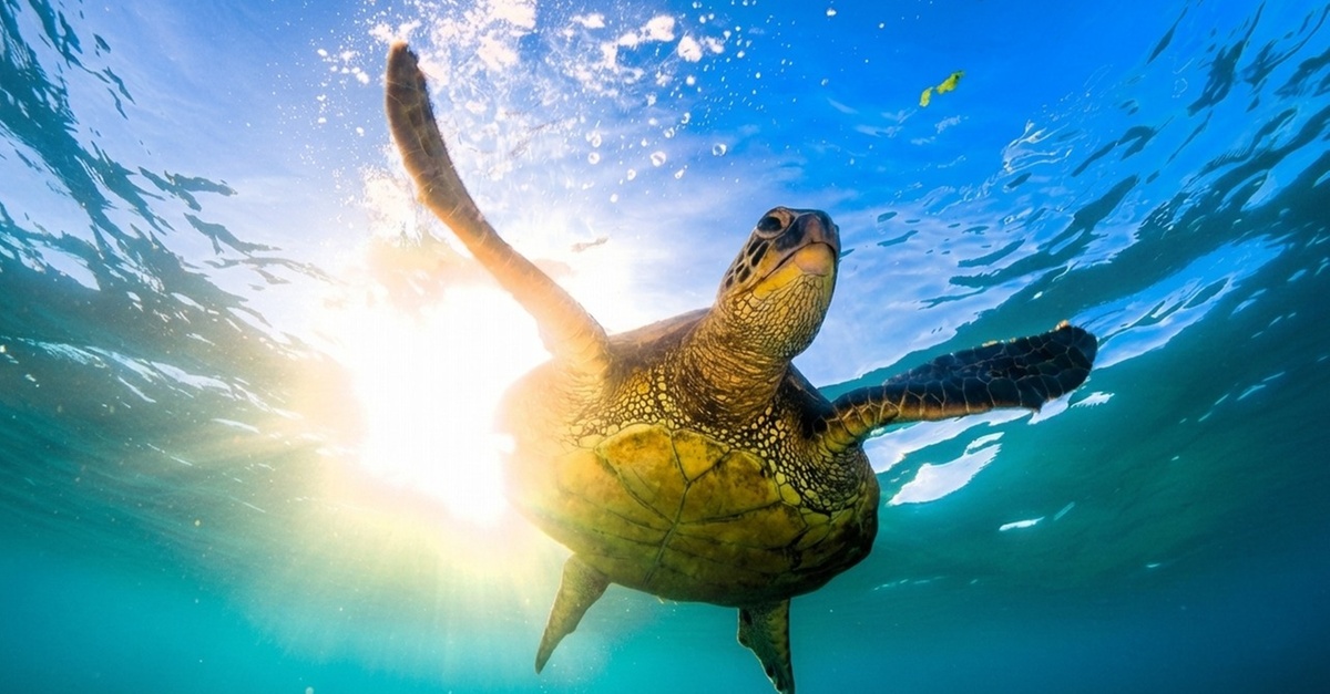 Basic Try Dive Including Equipment Or Scuba Diving For One Or Two Basic Try Dive Including Equipment Or Scuba Diving For One Or Two