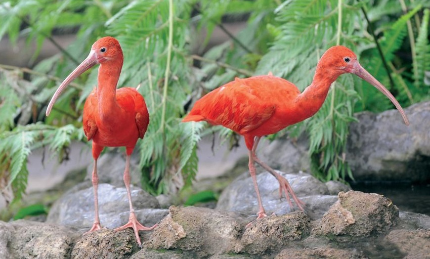 Image 15: Genova 4*: 1 o 2 notti con colazione, Acquario e Biosfera