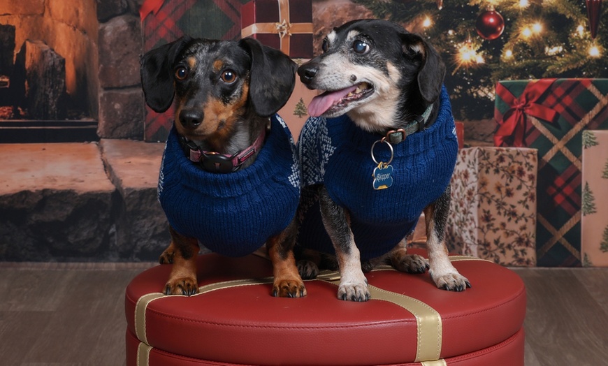 Image 6: JCPenney Portraits In-Studio Family & Pet Photography Sessions