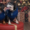 Image 6: JCPenney Portraits In-Studio Family & Pet Photography Sessions