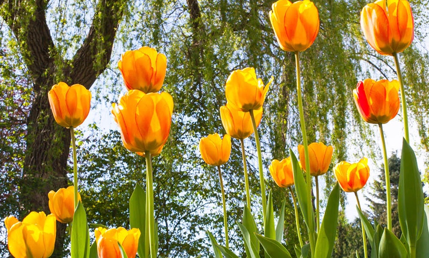 Image 3: One or Two Tulip Blushing Apeldoorn Spring Flowering Bulbs