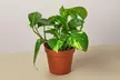 Your Healthy Home Hero: Golden Pothos – Air-Purifying & Low-Maintenance from House Plant Shop with Free Shipping Up to 15% Off - Second Medium