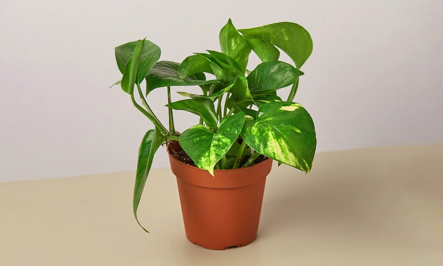 Image 5: Breathe Easier: Golden Pothos – Air-Purifying & Simple Care from House Plant Shop with Free Shipping Up to 15% Off