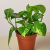 Image 5: Golden Pothos in 4", 6", and 8" Sizes with Free Shipping – Air-Purifying & Simple Care Plant Up to 15% Off