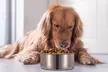iMounTEK Stainless Steel Hanging Dog Food and Water Crate Bowl for Kennel Cages - Second Medium