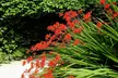 Crocosmia 'Lucifer' or 'Spitfire' Bulbs - Image 3