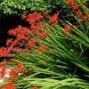 Image 3: Crocosmia 'Lucifer' or 'Spitfire' Bulbs 