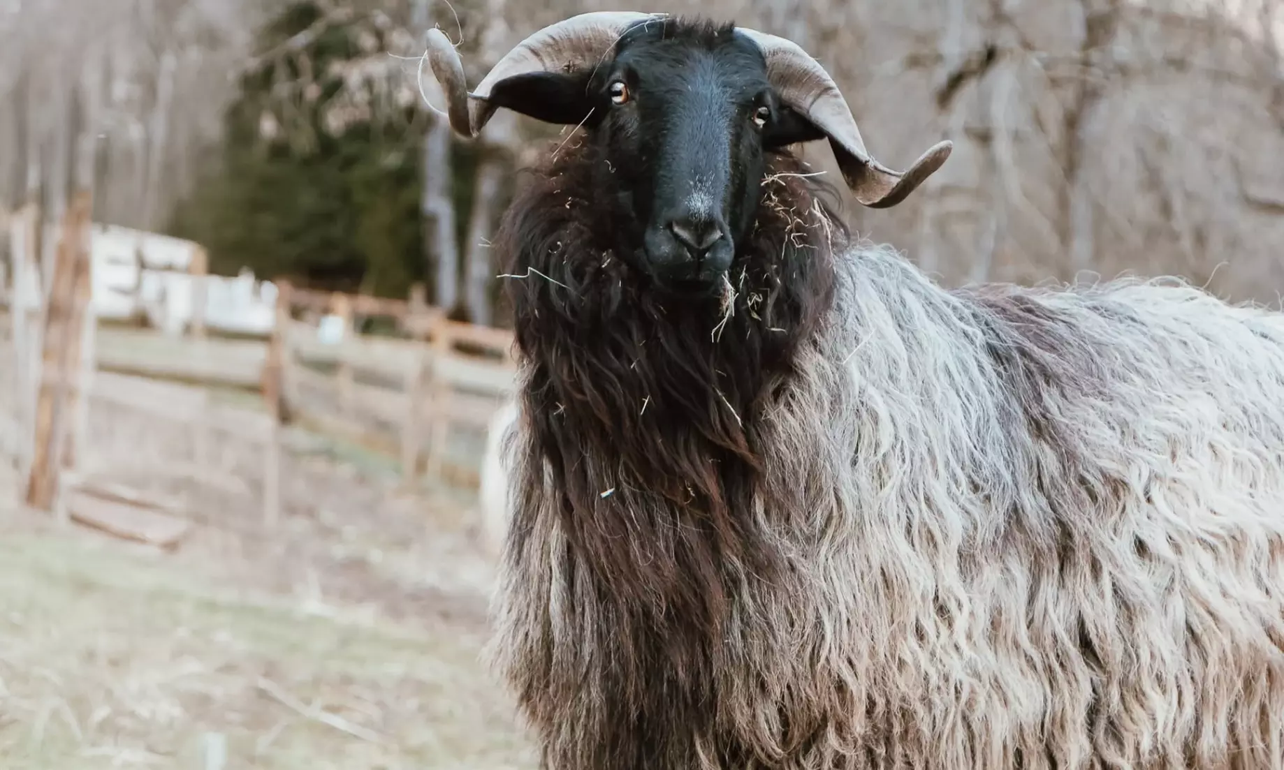 Entrée pour le Parc’Ours : balade nature et animaux des Pyrénées