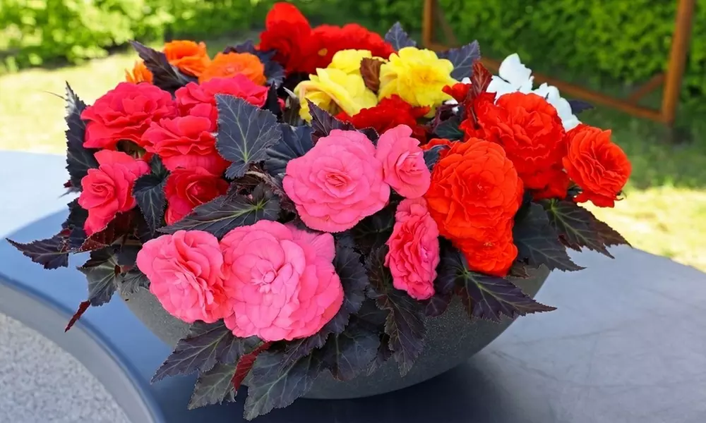 Begonia Nonstop Fire or Mocca Mix - 30 or 60 Plants