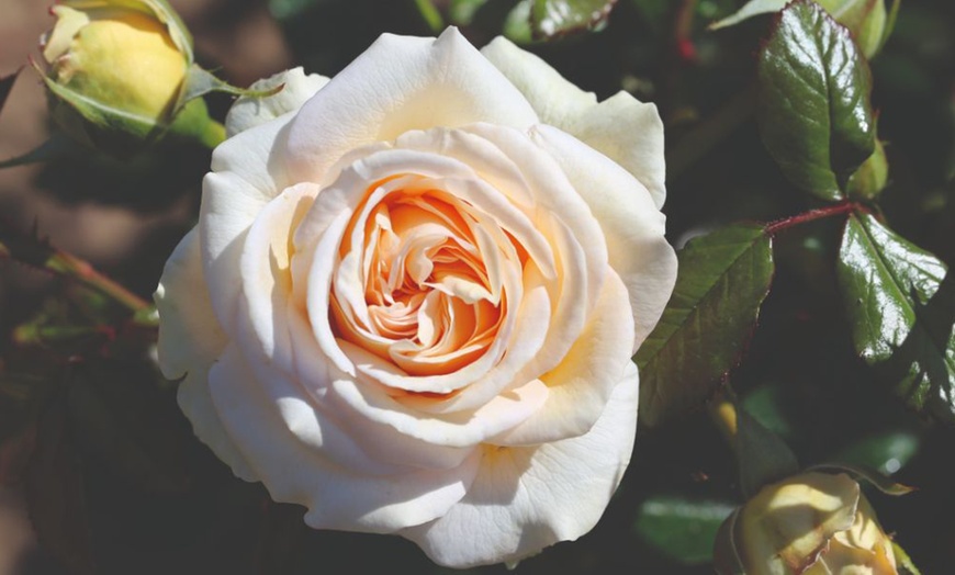 Image 12: Hybrid Tea Rose Collection 