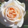 Image 12: Hybrid Tea Rose Collection 