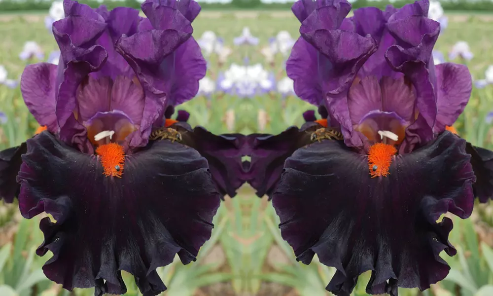 One or Two Bearded Iris Sharp Dressed Man 7cm Pots - Image 3