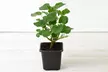 Lavatera Barnsley Baby Hardy Shrub Plants -1, 2 or 3 Potted Plants - Image 5