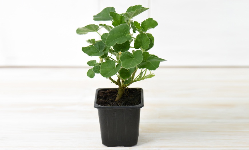 Image 5: Lavatera Barnsley Baby Hardy Shrub Plants -1, 2 or 3 Potted Plants