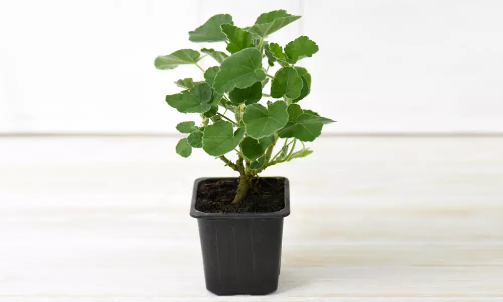 Lavatera Barnsley Baby Hardy Shrub Plants -1, 2 or 3 Potted Plants