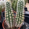 Image 10: 31% Off Plants and Gardening Supplies at Garden World