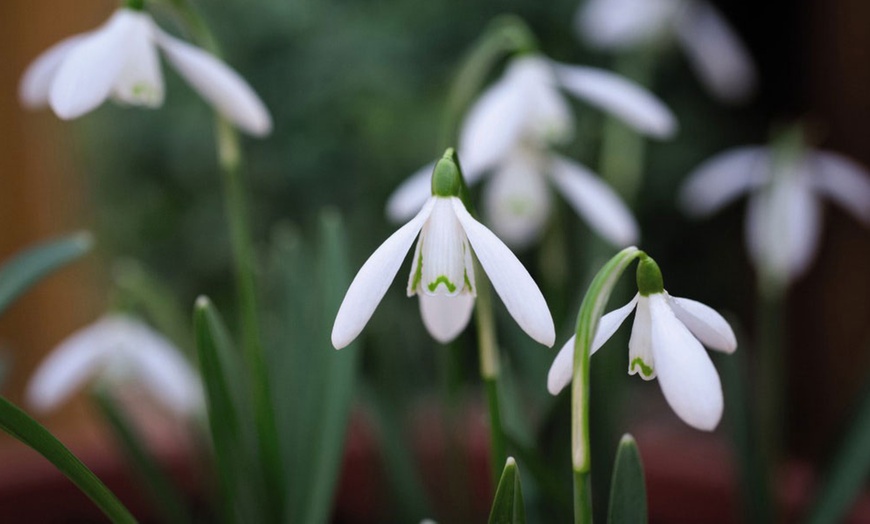 Image 2: 50, 100 or 200 Snowdrop Single-Flowered Bulbs