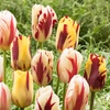 Image 2: Bulbes de tulipes "Tulipa Flaming Beauty"