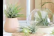 Lot de 6 ou 12 plantes aériennes "Tillandsia" avec livraison offerte - Image 2