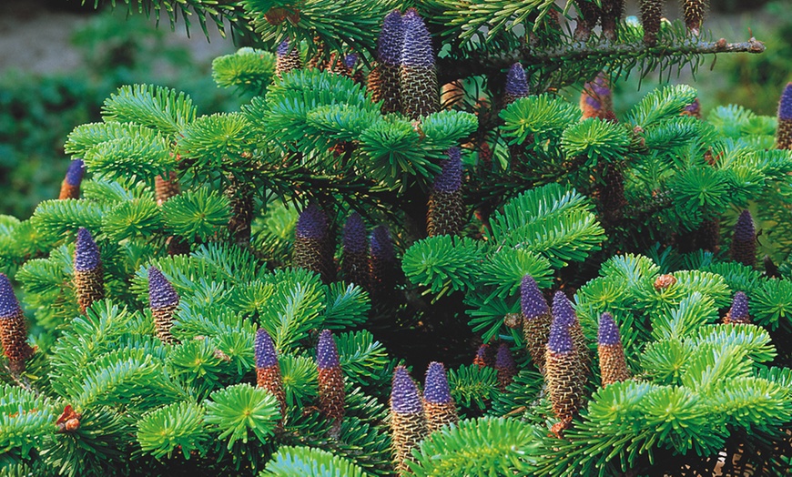 Image 1: Up to 3 Hardy Korean Fir Trees