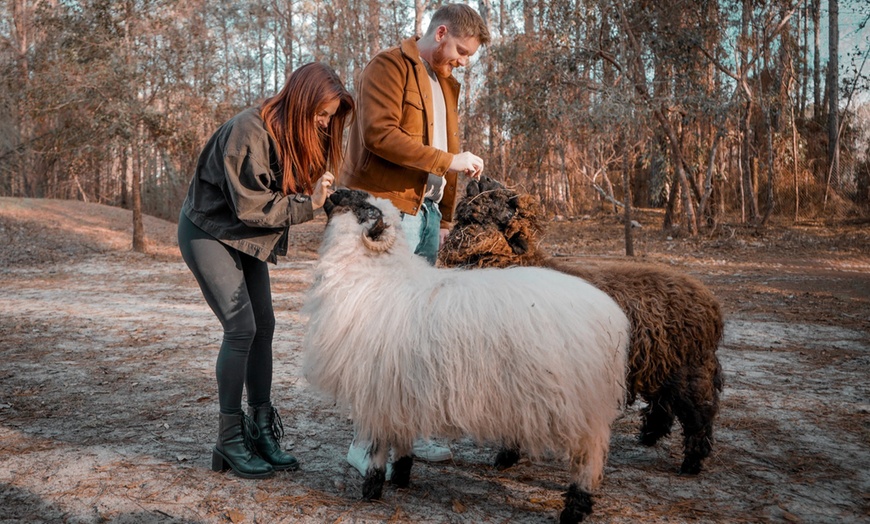 Image 3: Farm Tour at Hodges Hidden Highlands Farm in Middleburg, FL