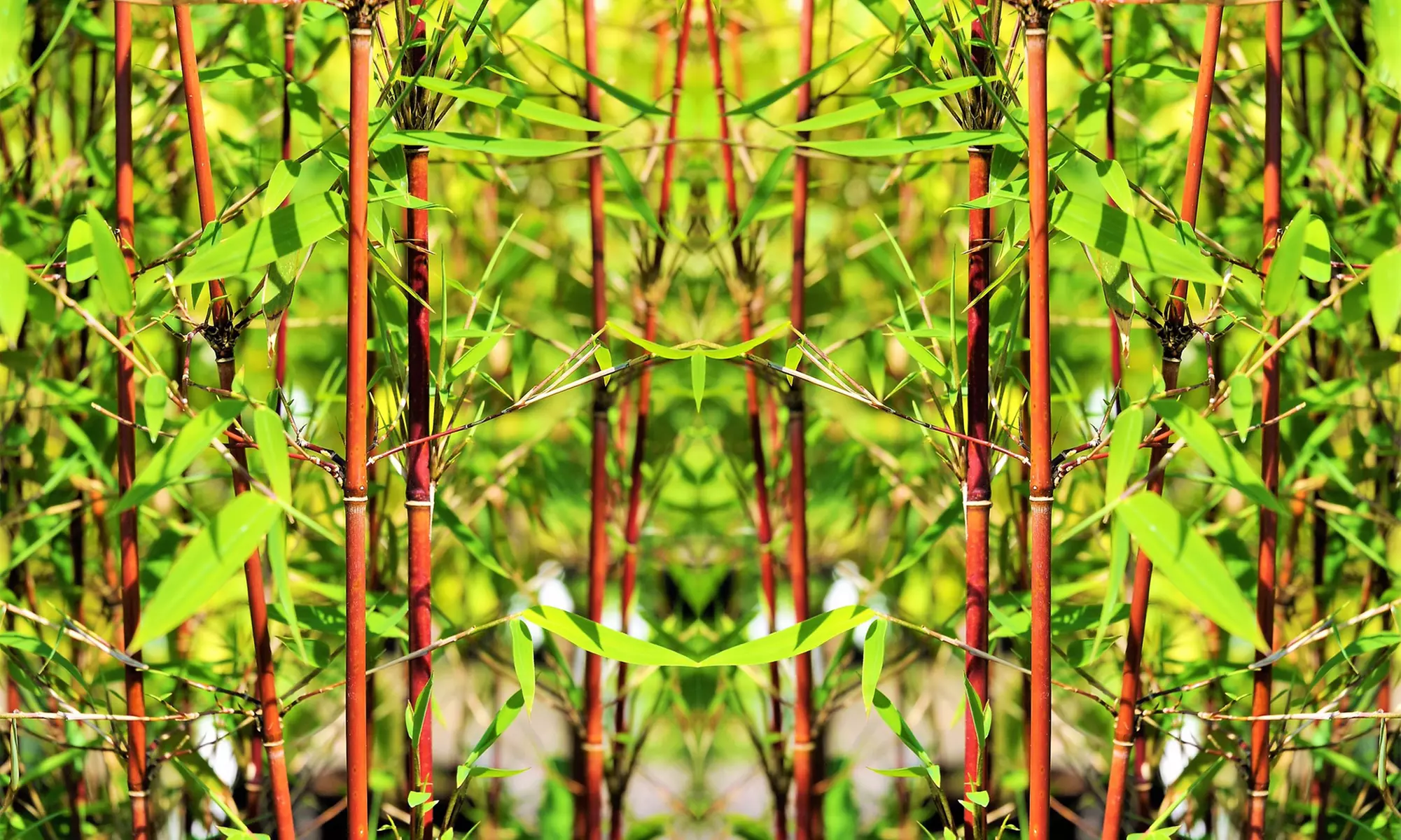 1x oder 2x Bambus Red Dragon (Fargesia)