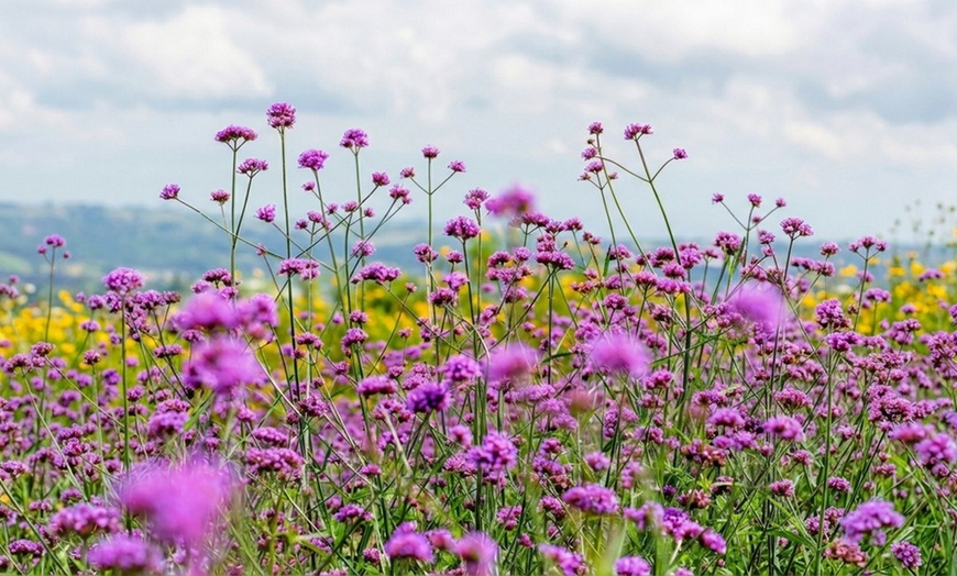Image 7: Set di piante Zoë, include Salvia, Verbena e Stipa Tenuifolia