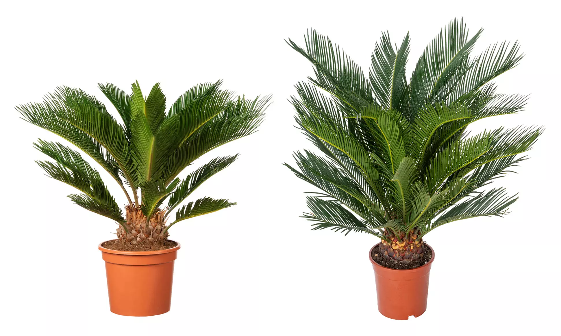 1 ou 2 Cycas du Japon "Cycas revoluta" de Gardenzo, hauteur au choix