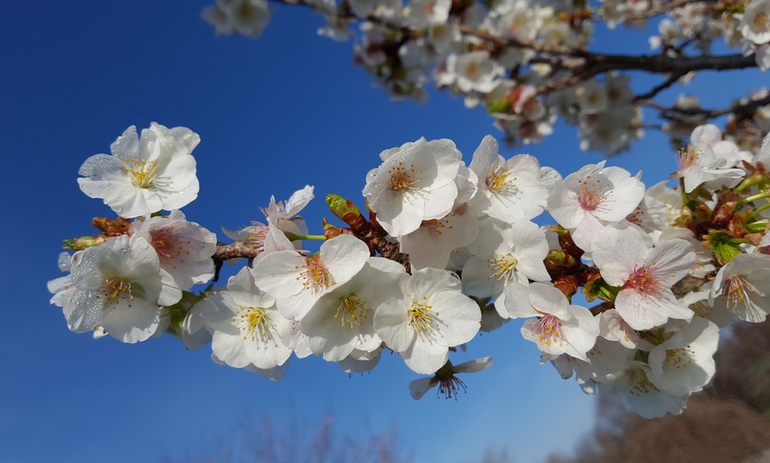 Image 1: Boone County Arboretum Membership: Your Gateway to Green Spaces

