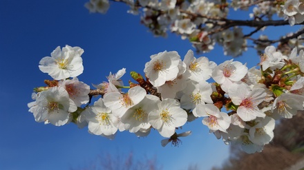 Individual Membership to Boone County Arboretum - Boone County Arboretum, Kentucky