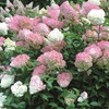 Image 7: Hydrangea 'Vanilla Fraise' - Up to 3 Potted Plants