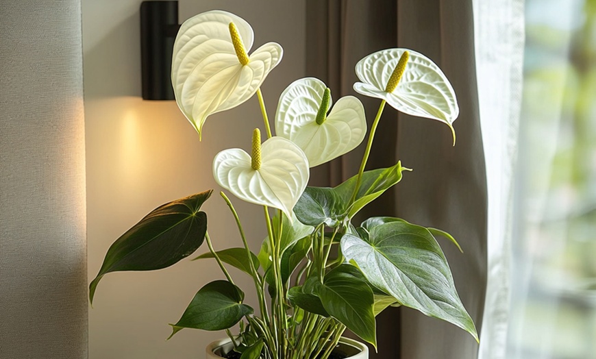 Image 3: Rootz — Plante d'intérieur tropicale Anthurium