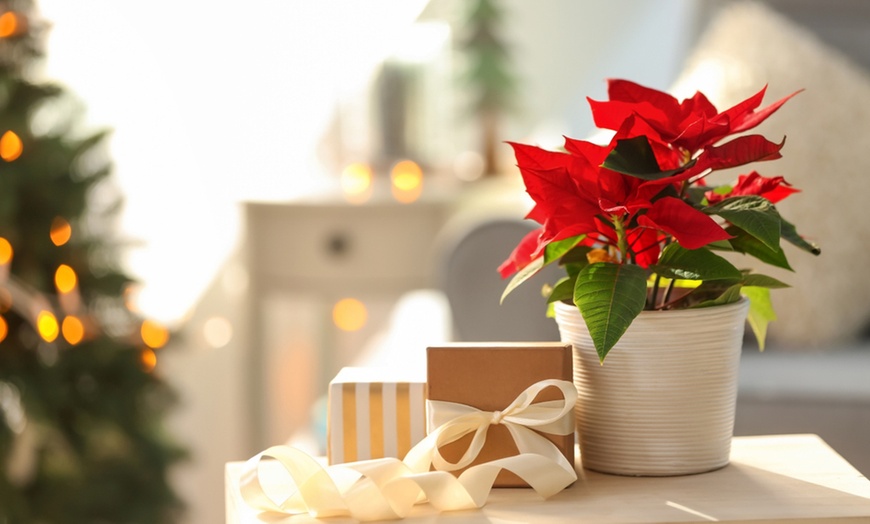 Image 3: Set de 3 ou 6 plantes de Noël "Poinsettia" rouges et / ou blanches