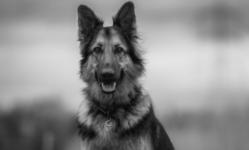 Image 2: Mini Doggy, Family, Full Doggy, or Full Family Photoshoot and More