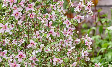 Philadelphus Petite Perfume Pink 9cm Potted Plant x 2 - Thompson & Morgan - Fragrant Pink Flowers - Image 3