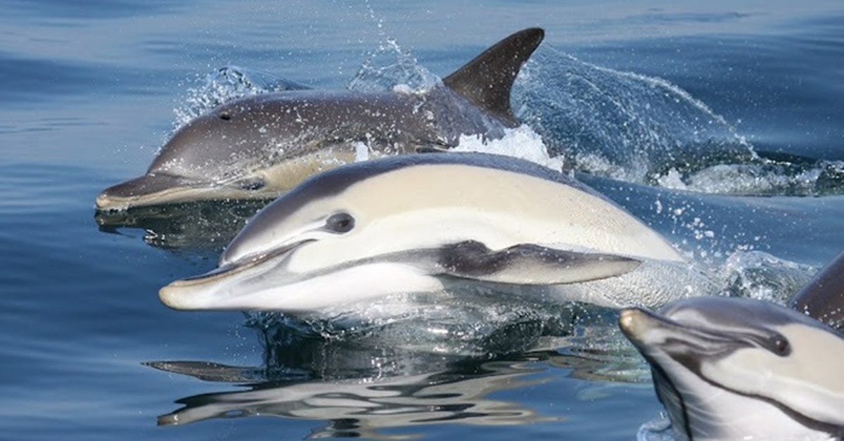 Excursión en yate para avistar ballenas y delfines en Madrid
