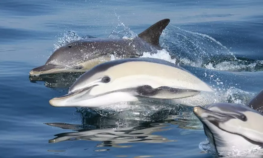 Image 1: Paseo en yate de 2 horas por el Estrecho para ver ballenas y delfines