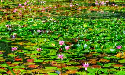 Garden Entry: Child $3, Adult $6