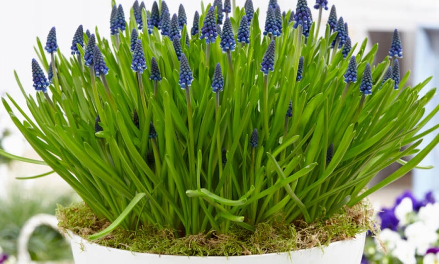Image 1: 50 or 100 Muscari 'Joyce Spirit' Spring Flowering Bulbs