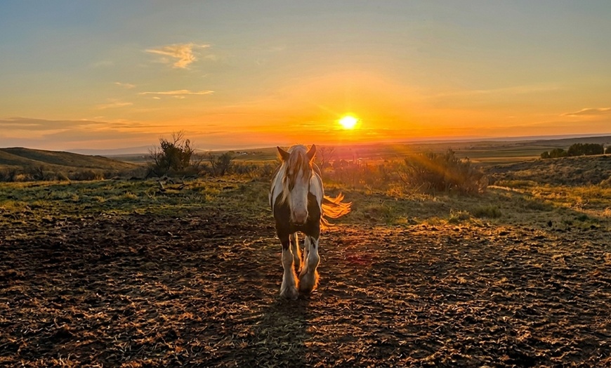 Image 5: Scenic Trail Rides at Double R Ranch – All Skill Levels Welcome