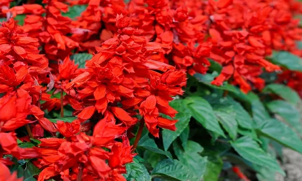 Pack of 12 or 24 Flame Red Salvia Plants - Primary Image