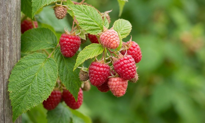Image 4: Raspberry Full Season Collection 9 or 18 Bare Root Canes